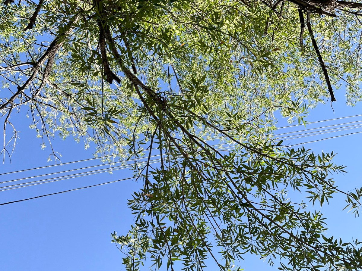 Obligado a no hacer&nbsp;nada.