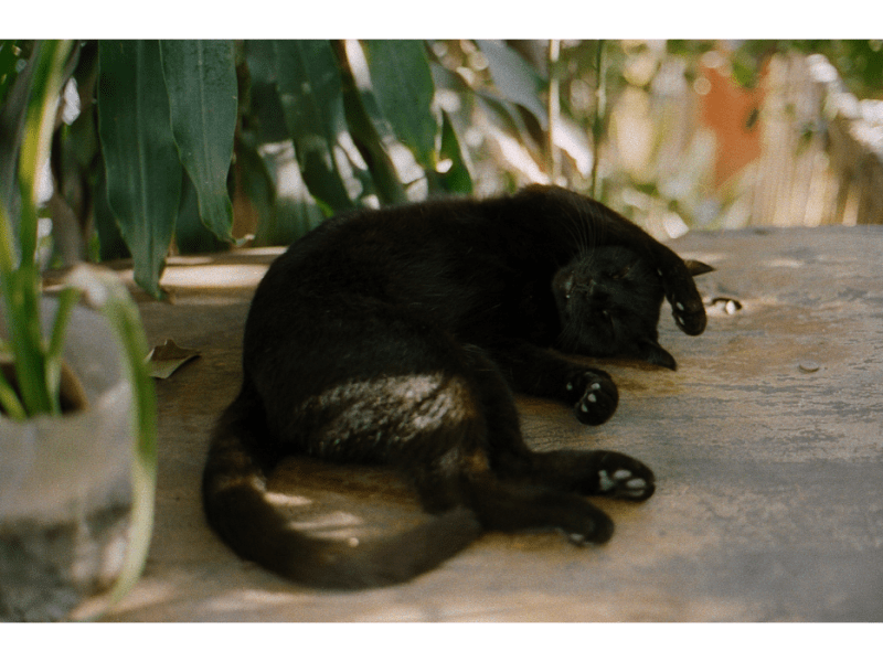 Surf, perros, marihuana y&nbsp;punk